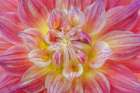 USA, Washington State, Seabeck. Close-up of dahlia flower. Art Print